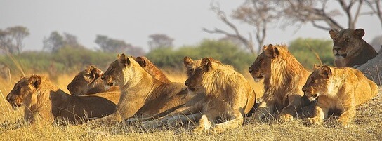 Freunde, Unterstützer, Gleichgesinnte, dein Rudel helfen dir, erfolgreich zu werden
