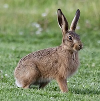 Verfolge immer nur 1 Ziel