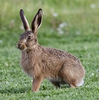 Niemals 2 Hasen gleichzeitig jagen