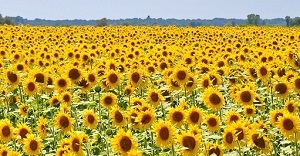 reich werden mit einem Growth-Mindset